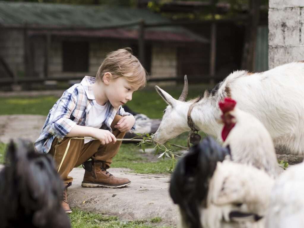 dziecko i kozy 